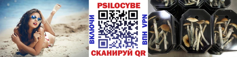 Псилоцибиновые грибы Cubensis Казань
